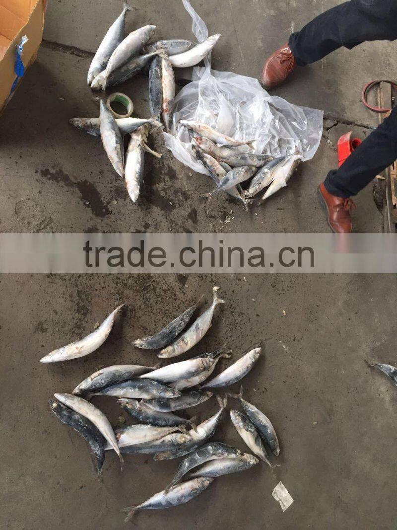 sea frozen mackerel 300-500g 2016