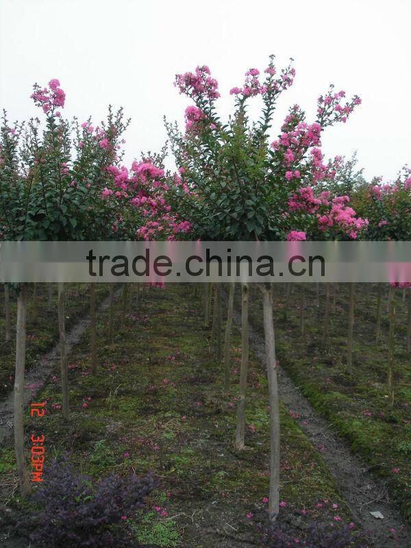 Lagerstroemia indica 1.4-1.5m trunk high landscaping tree