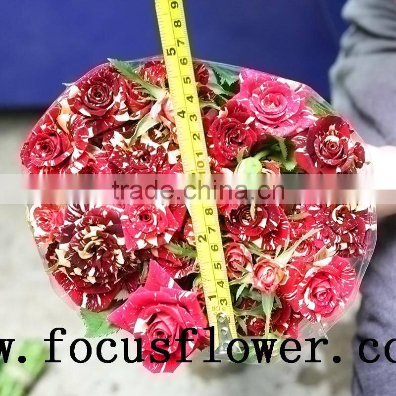 hot selling black roses sale High Quality Fresh Cut Flower spray rose Meteor shower for banquets factory prize supply