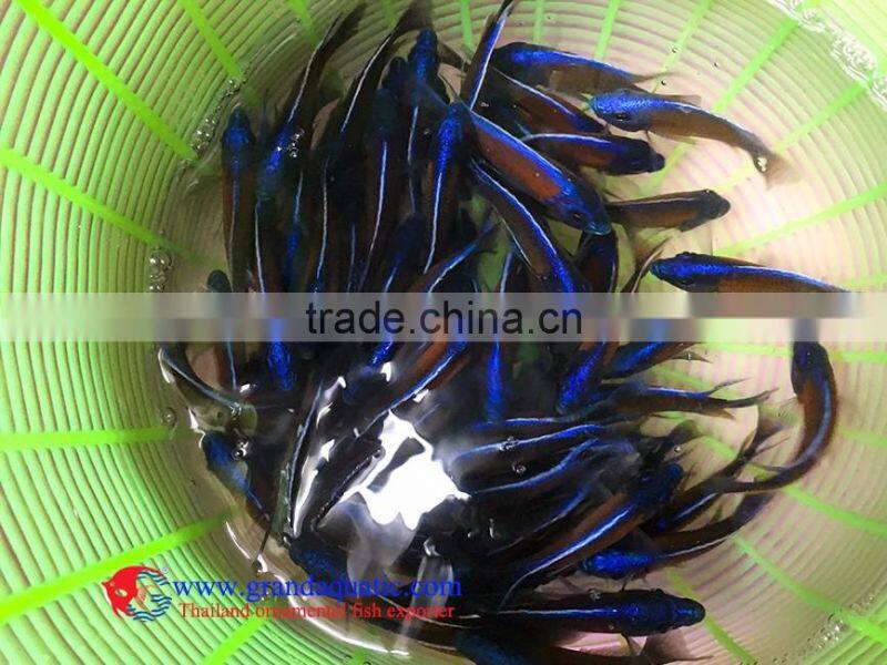 Quality Malawi cichlid fish exporter