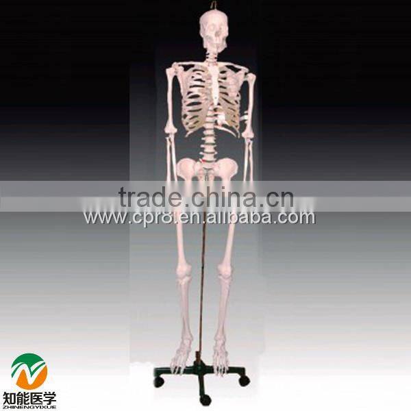 BIX-A1001/2/3 human skeleton model