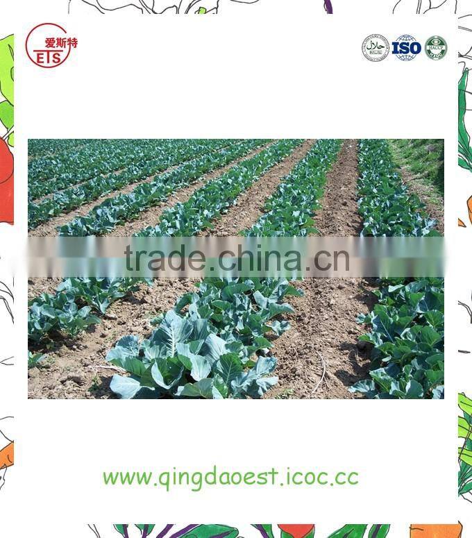 Organic green vegetables fresh cauliflower from china