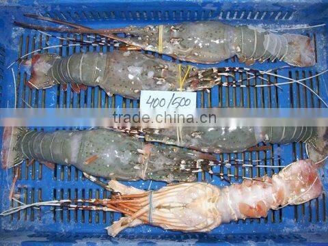 FROZEN RAW LOBSTER WHOLE