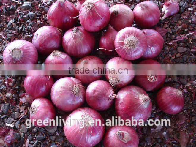 Fresh Onion Yellow Color