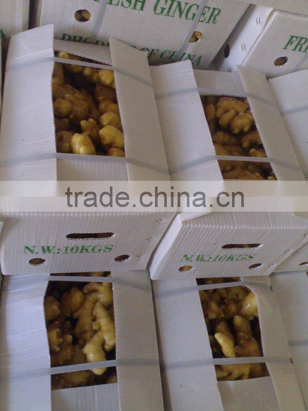 New Chinese Ginger wind dried/ Fresh kept/market spice