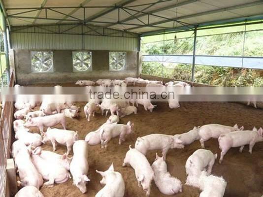 Large Multi-span and fire retardant breeding greenhouses , pig house , pig shed