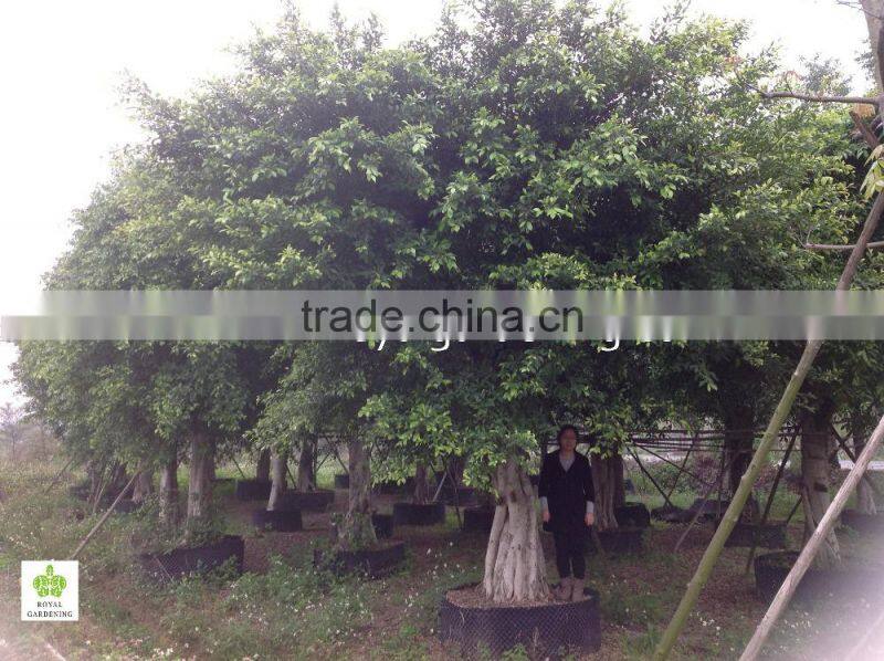 Large Ficus nitida and ficus microcarpa