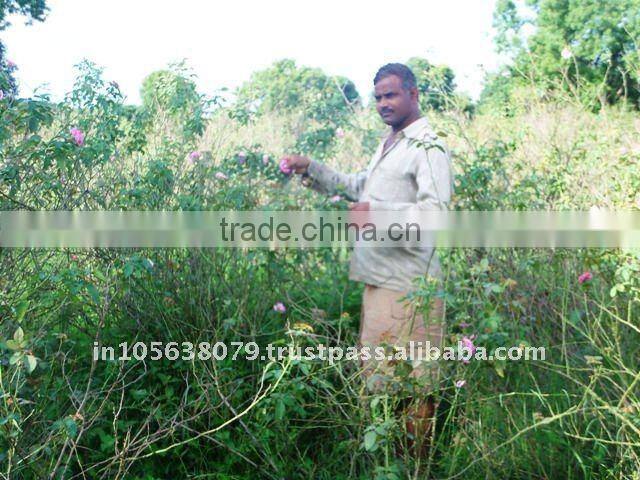 High Quality Fresh Indian Rose oil
