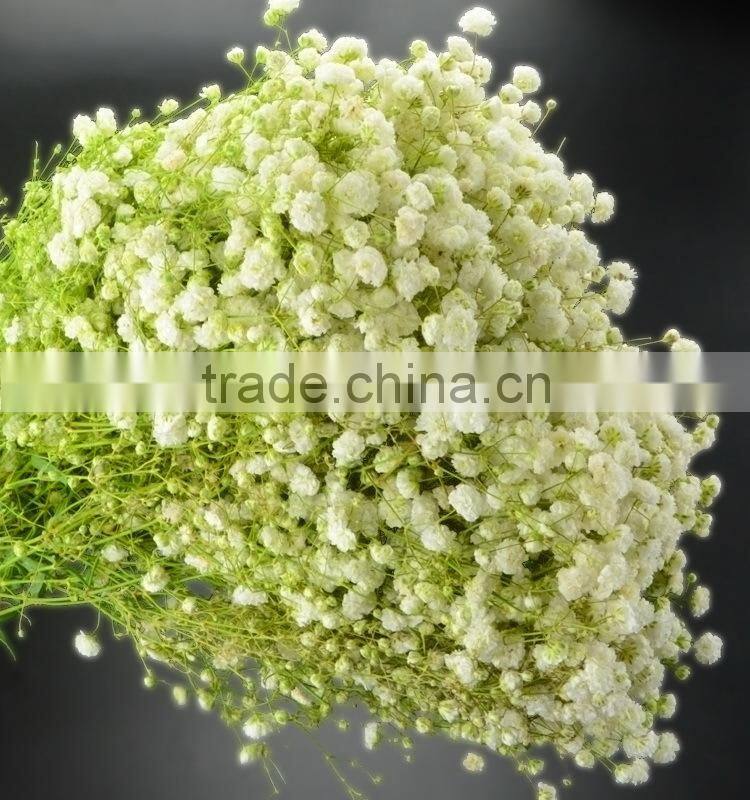 Fresh color unique flower gift gypsophila