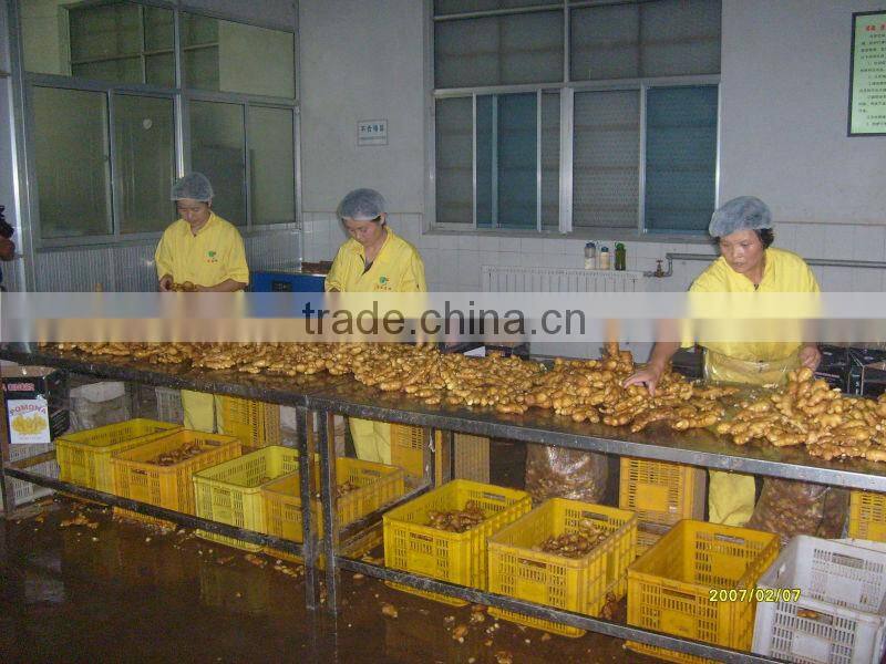 Fresh ginger/Fresh ginger in goog price/Chinese ginger