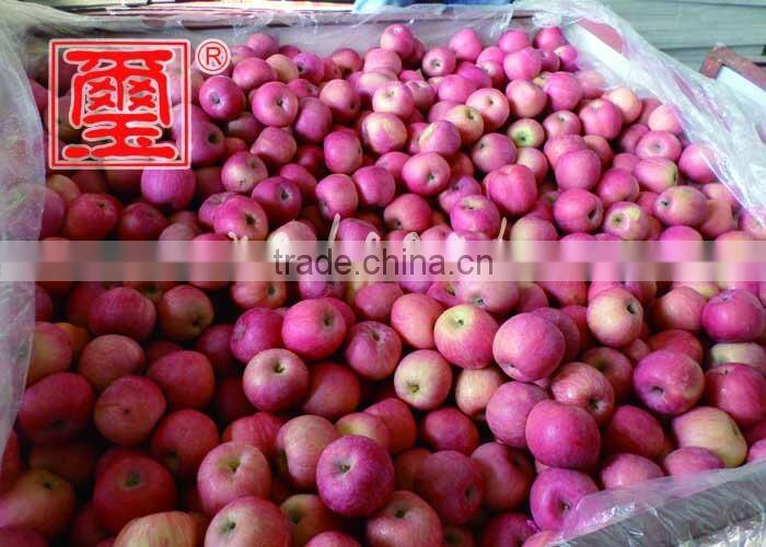 To Indian Market China Fuji Apple