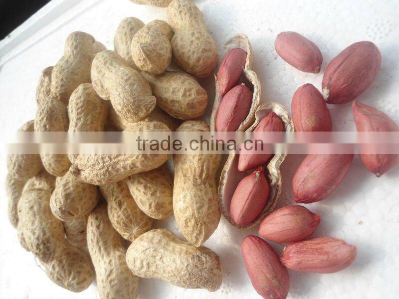 High quality roasted peanuts