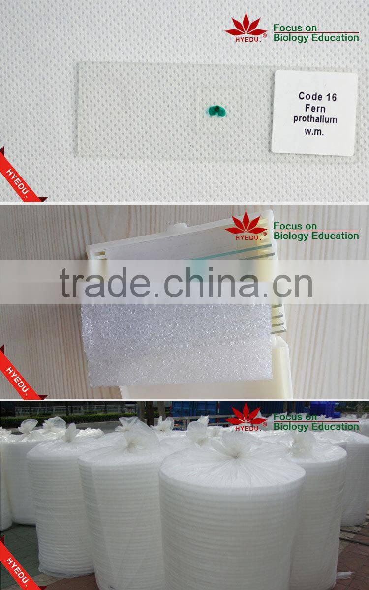 High quality 18pcs blood test prepared slides set