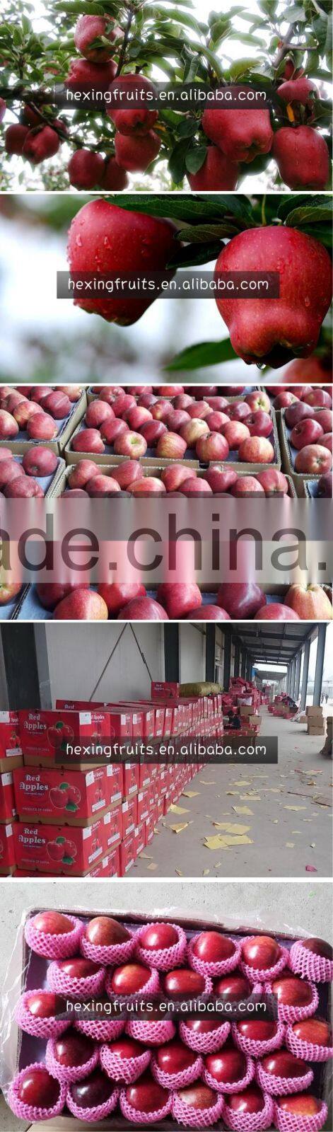 2015 fresh Organic huaniu apple(china.shaanxi)