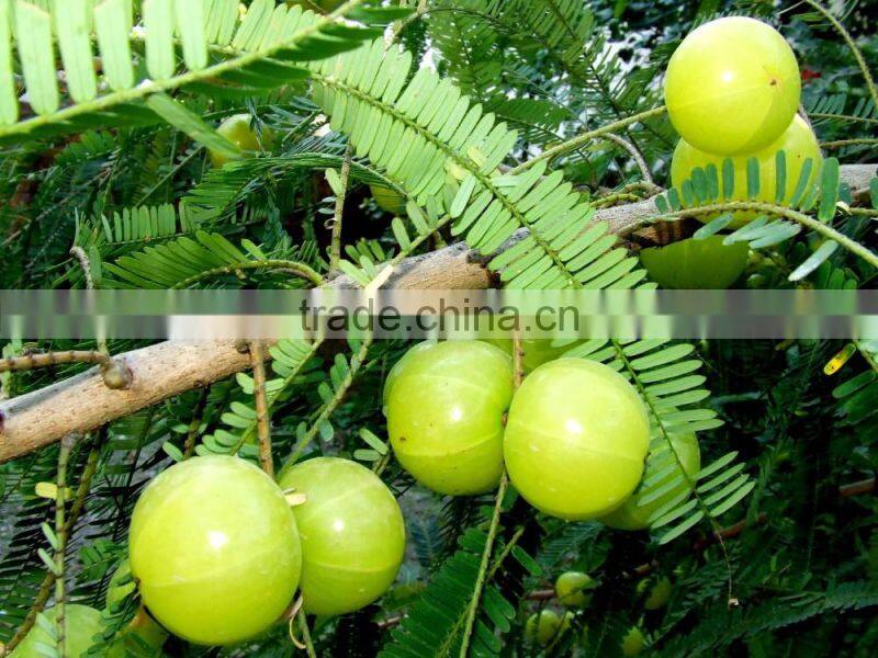 High quality Amla Extract
