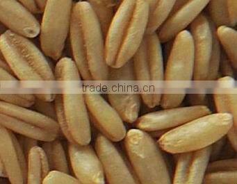 Low Price Cereal Color Sorter Grain /Wheat Color Sorter