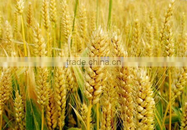 ISO approved rice and wheat thresher machine