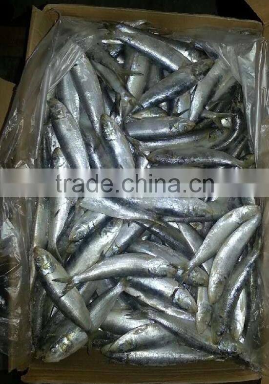 Frozen Sardine Fish Scientific Name Sardinops