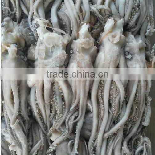 Frozen Squid Head