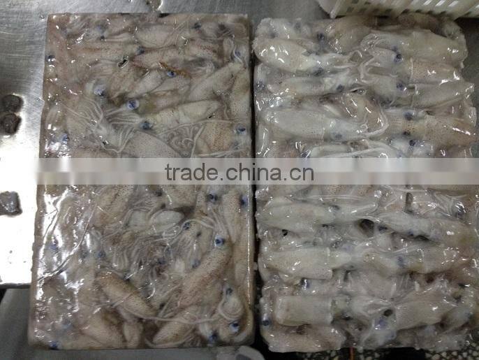 IQF frozen baby loligo squid