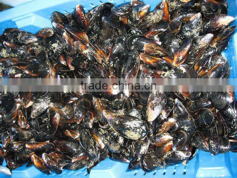 IQF Half shell blue mussel
