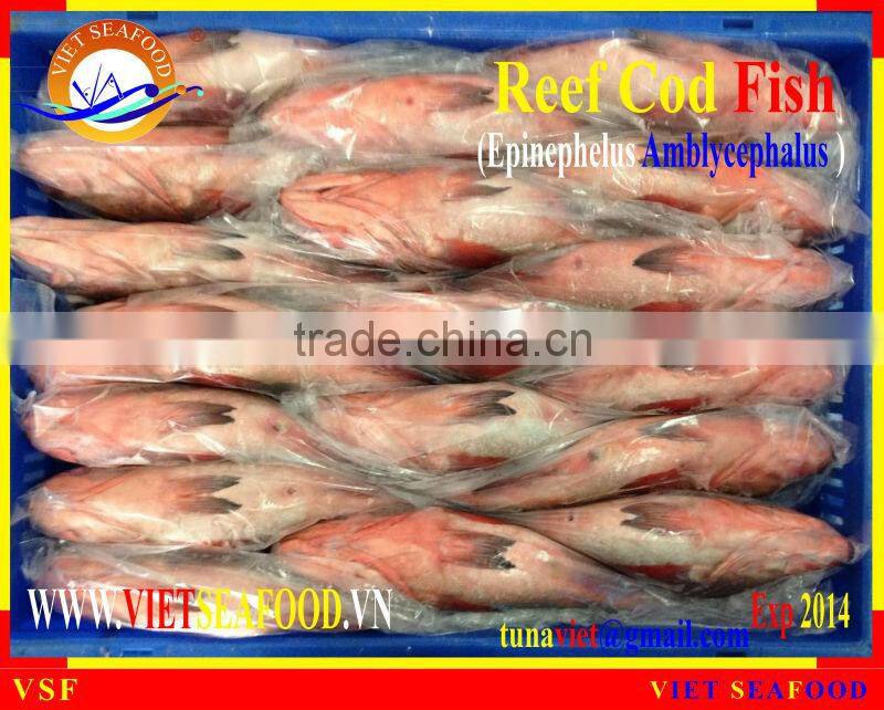 FROZEN WHOLE ROUND REEF COD FISH