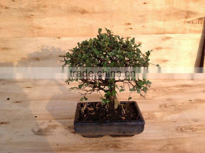 Ulmus ( Chinese Elm) bonsai tree ball shape
