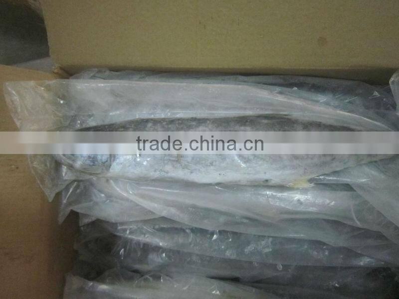 frozen spanish mackerel IQF IWP