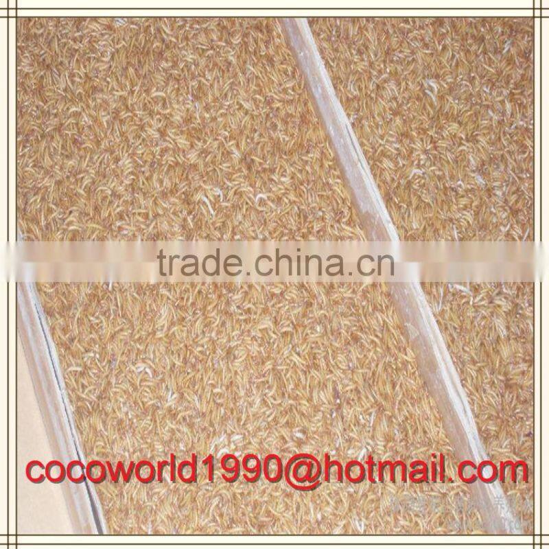 chicken food dried meal worms bulk or bird food