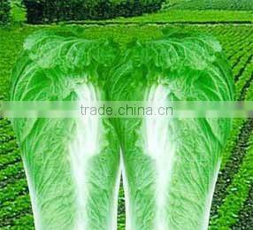 CHINESE FRESH GREEN CABBAGE FLAT TYPE LONG SHAPE