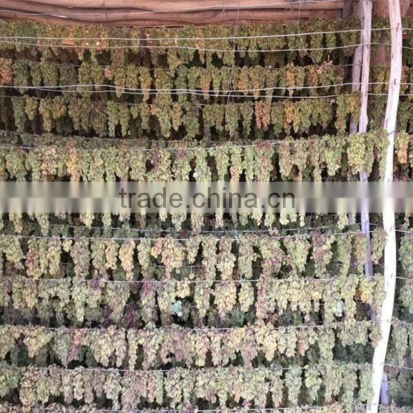 Pure sultana raisins seedless raisin