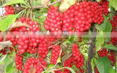 GMP Factory Supply Natural Schisandra Chinensis Extract