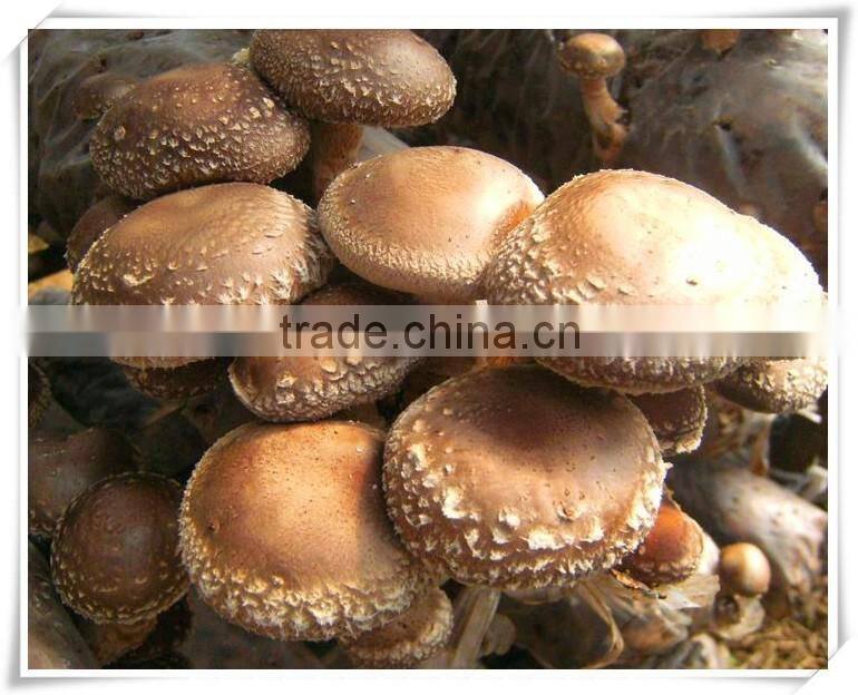 Wholesale fresh shitake mushroom