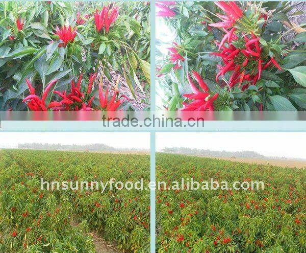 Golden Supplier Dried Tianying Chili