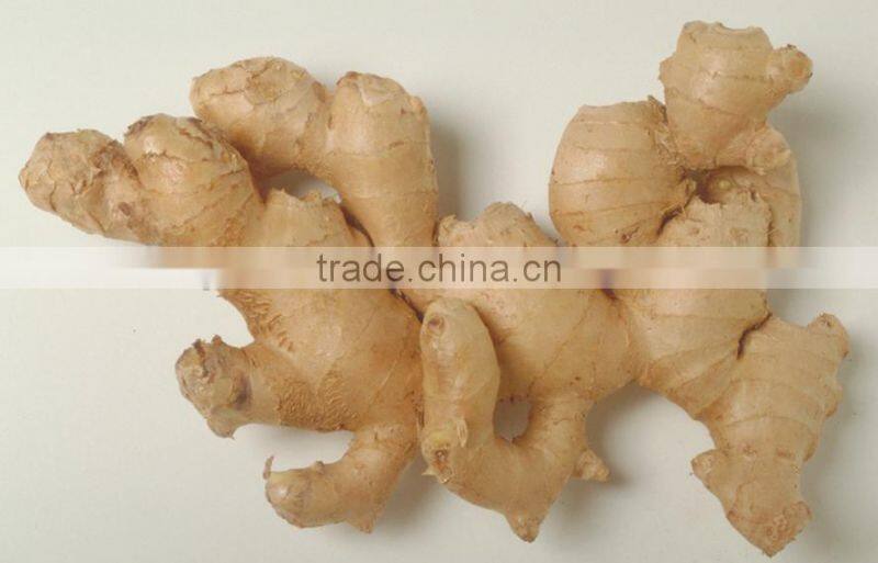 Fresh Air Dried dehydrated Ginger Slice Flakes Granules