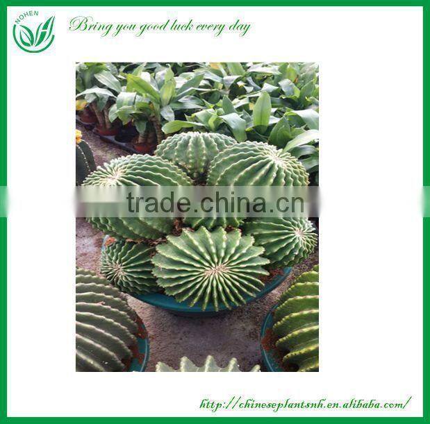 Melocactus amoenus