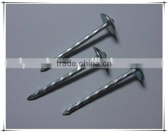 1"*11G Galvanized Umbrella Head Plain and Ring Shank Roofing Nail (factory)