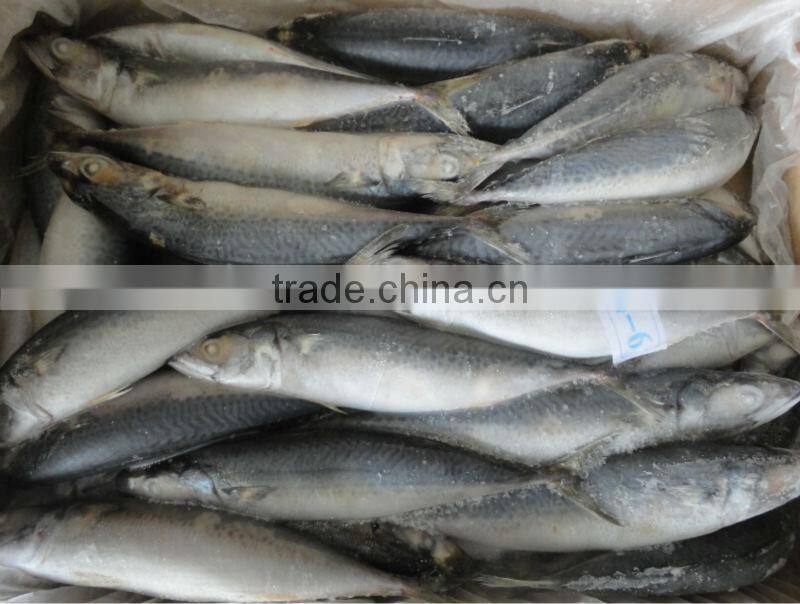 mackerel fish benefits of frozen mackerel