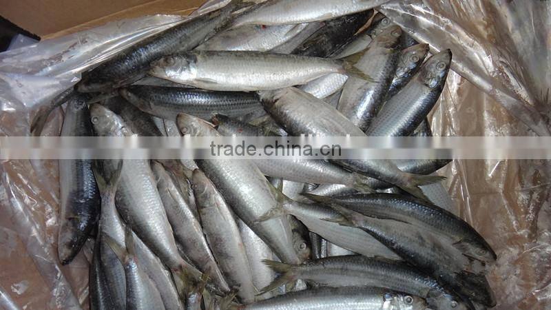 cucumber of sardine fish