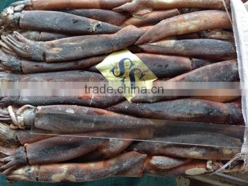 Frozen Squid Frozen Illex Argentinus Squid