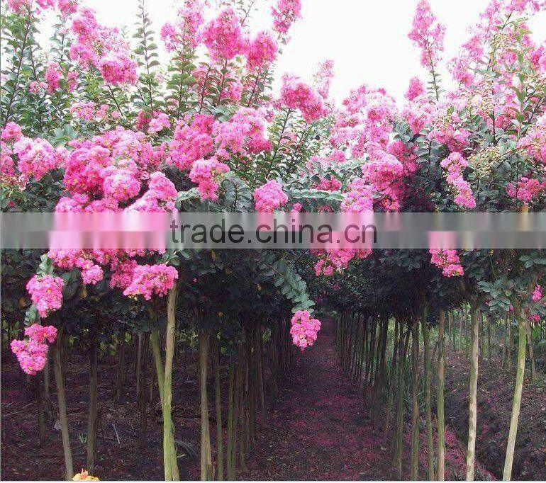 lagerstroemia indica 2.2m trunk height