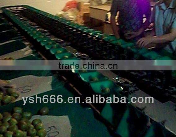 Automatic Kiwi fruit sorting machine YSXS-76-16-100
