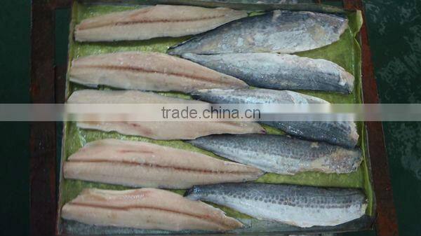 Supply frozen Spanish mackerel (scomberomorus niphonius)