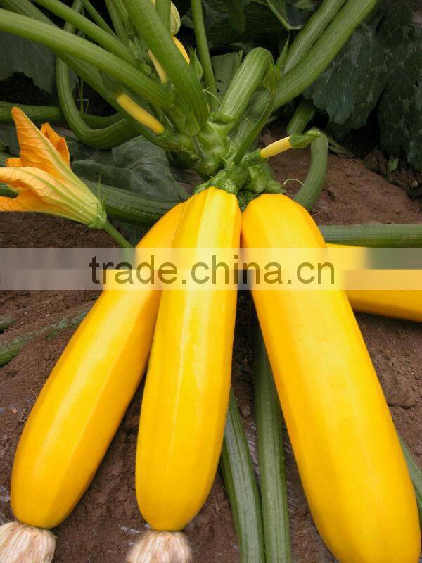 Yellowbeauty 3 early maturity good commercial f1 squash seeds