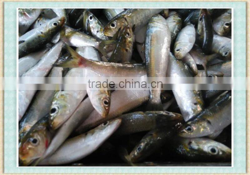 FROZEN SARDINE FISH WHOLE ROUND BAIT FISH