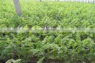 Fresh carrot