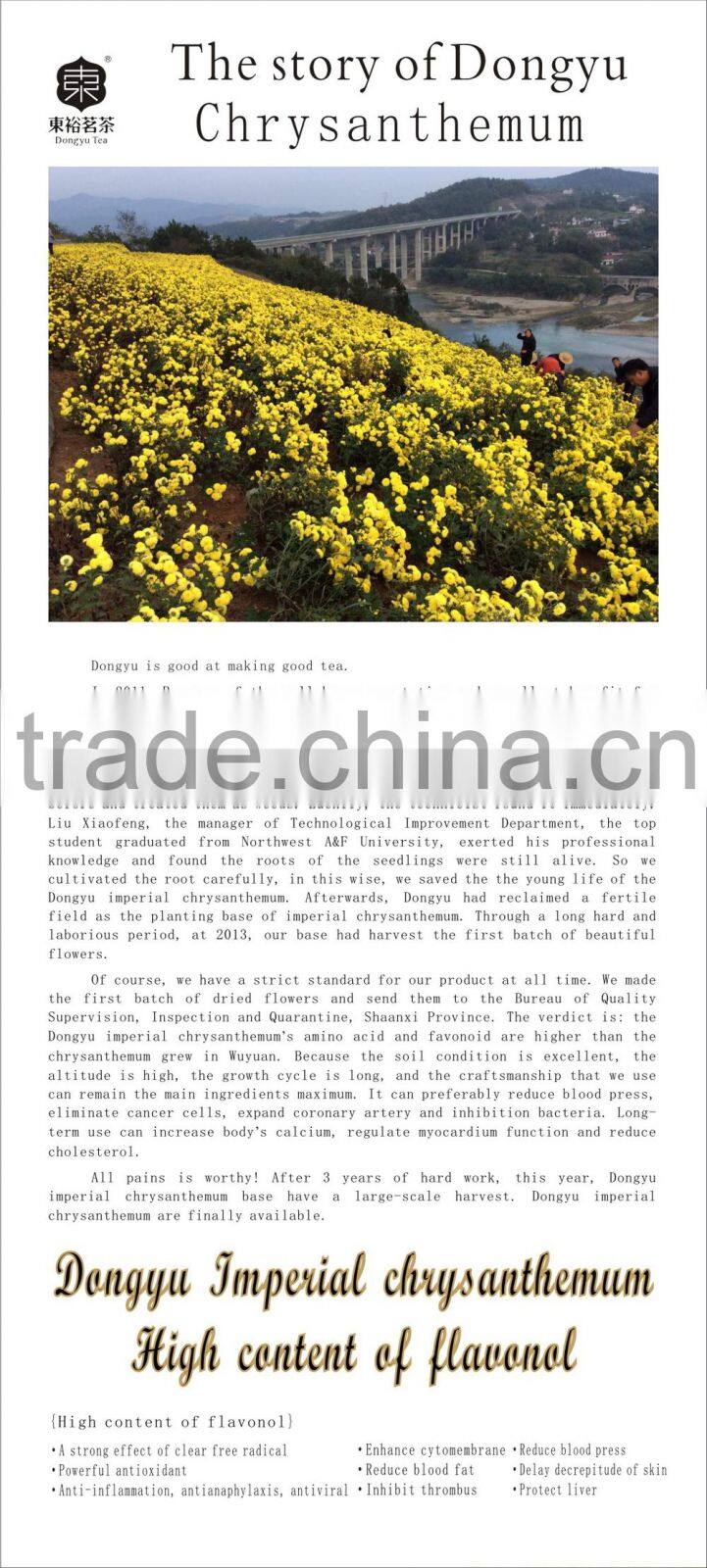 ancient Chinese tea chrysanthemum drink tcm medicine