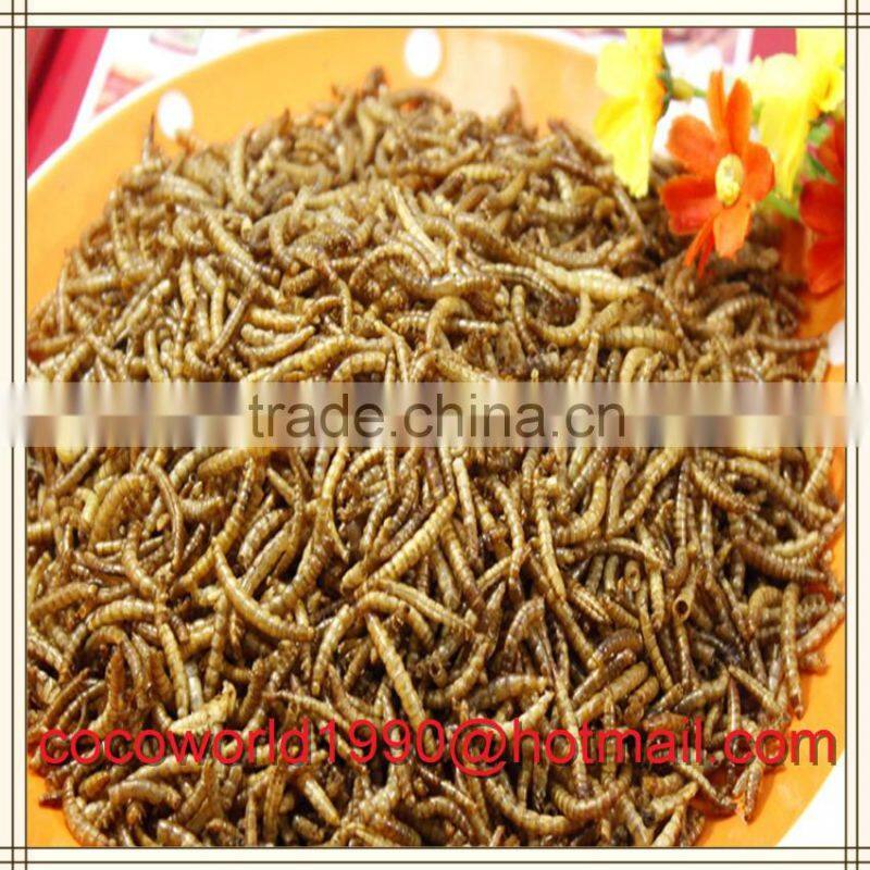 dried mealworms recipes by the pound storage