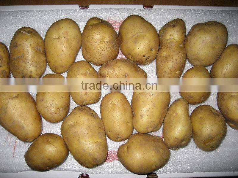 Fresh Holland Potato Bulk on Hot Selling