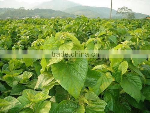 Morus alba L seedling